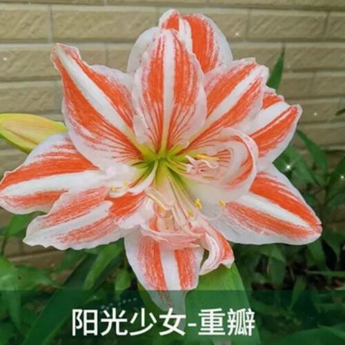 四季开花进口荷兰重瓣朱顶红种球阳台庭院花卉绿植盆栽植物室外 - 图2