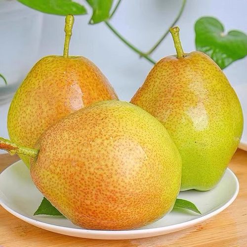 正宗香梨梨子水果新鲜当季整箱现摘脆甜红香酥9斤大果特价精选 - 图0