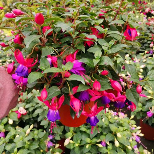 四季倒挂金钟盆栽吊钟海棠藤本灯笼花带花发垂吊室内庭院花苗 - 图1