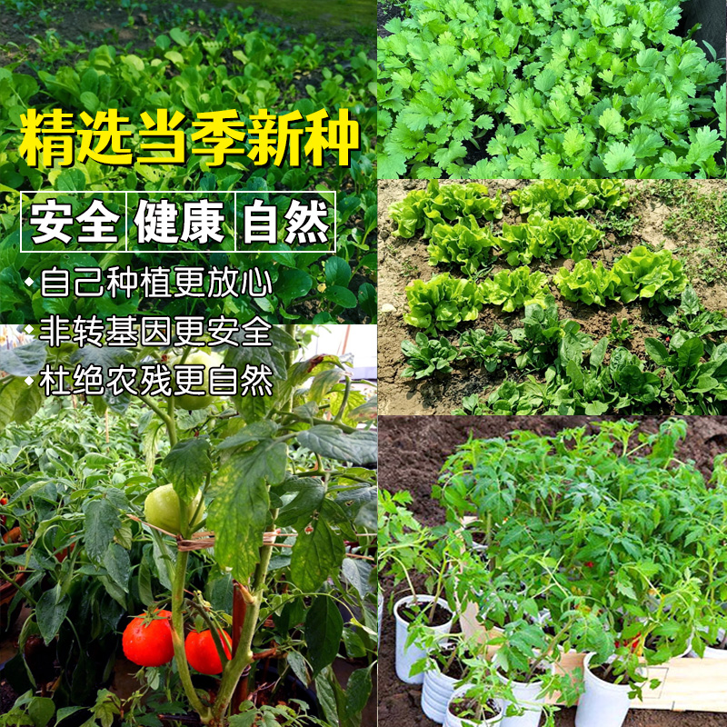 四季蔬菜种子黄秋葵红秋葵香菜青菜阳台盆栽种植生菜种籽孑开花 - 图1