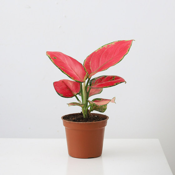 Ruyi Geely Red Potted Plants Indoor | Thousands of people purchased more