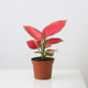 Ruyi Geely Red Potted Plants Indoor | Thousands of people purchased more
