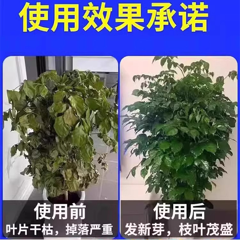 褪幸福树专用营养液急救枯叶落叶掉叶子发黄烂根肥盆栽肥料枯萎 - 图1