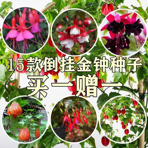 灯笼花花种子倒挂金钟爬藤垂吊室内盆栽香草植物四季播种花卉种子 - 图2