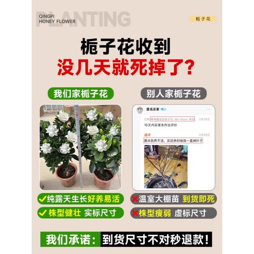 棒棒糖栀子花盆栽花卉绿植好养四季开花带花苞植物室内水培阳台 - 图2
