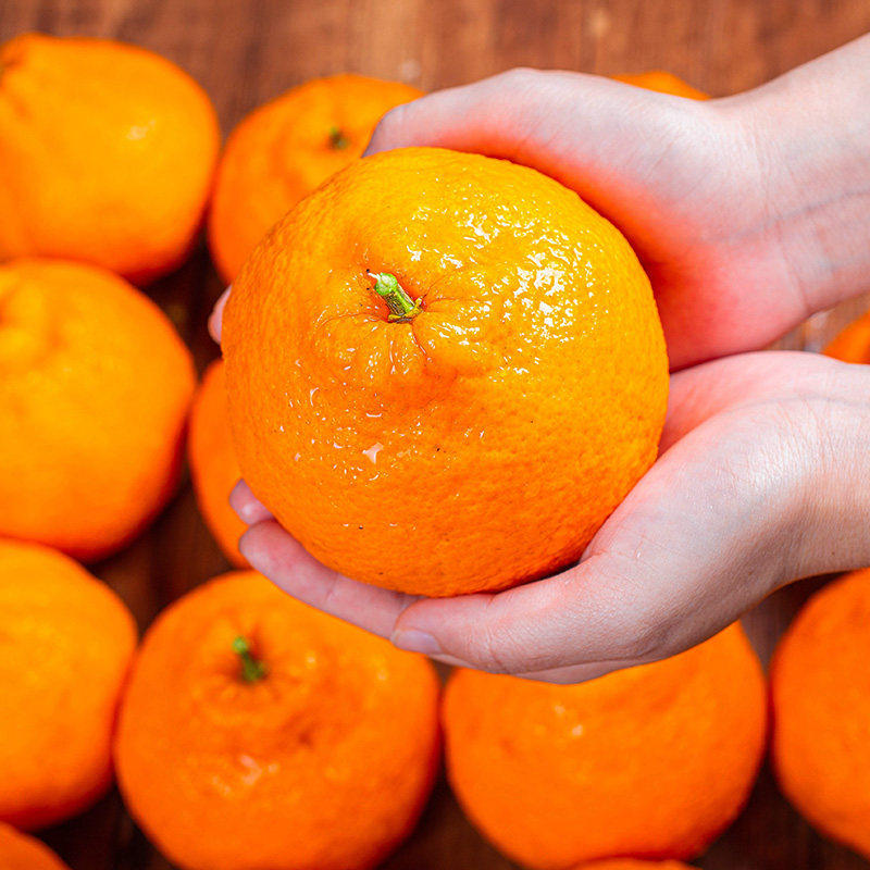 【芭芭农场兑换专享】不知火丑橘3斤装70mm+