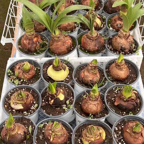 正品特大朱顶红四季开花自然开花客厅办公装饰品重瓣阳台花孔雀 - 图3