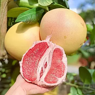 5斤正宗福建红心蜜柚子[1元优惠券]-寻折猪