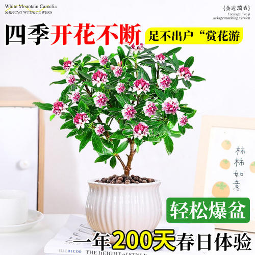 金边瑞香盆栽浓香型带花苞室内客厅阳台耐寒老桩大苗好养花卉植物 - 图1