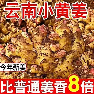 现挖云南生姜小黄姜4.5斤装[7元优惠券]-寻折猪