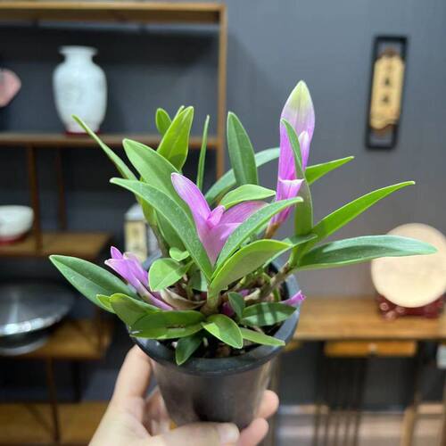 净化空气七彩香水石斛兰水培开花室内桌面绿植盆栽花卉客厅花期 - 图2