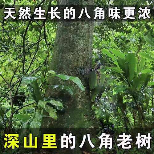 大广西八角桂皮香叶大料花椒大茴香商用香料调料厨房优质无硫保存 - 图1