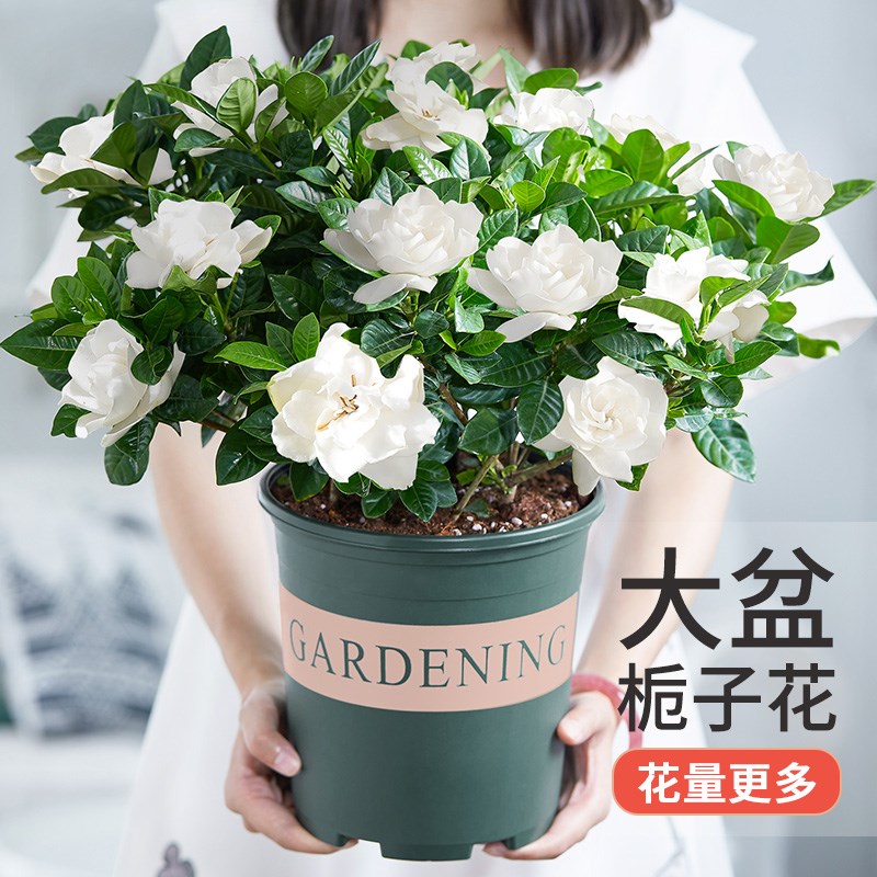 栀子花盆栽带花苞茉莉花卉老桩水培九里香绿植物室内客厅四季开花