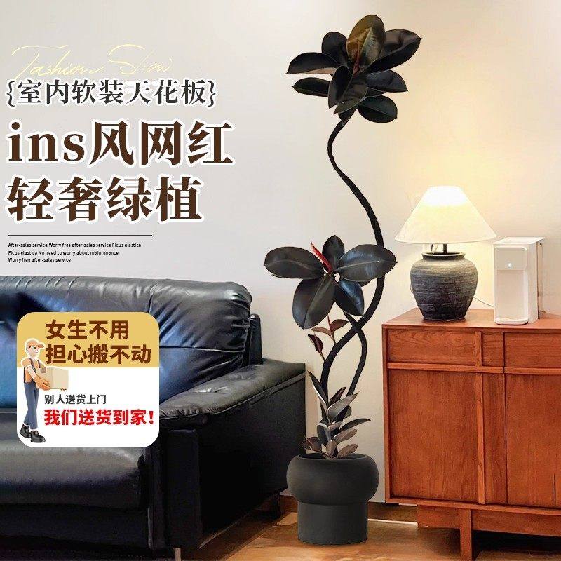 黑金刚橡皮树客厅大盆栽造型室内大型绿植办公室植物四季氛围沙发,淘宝优惠券,粉丝福利购,淘宝优惠卷