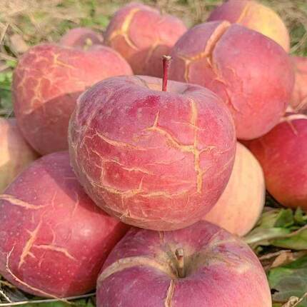 【甜炸了】高山红富士苹果丑平当季新鲜水果脆甜冰糖心应季一整箱