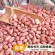 25-year-old fresh peanut kernels, large kernels, raw new goods, unshelled, large kernels, casual selection of high quality nuts