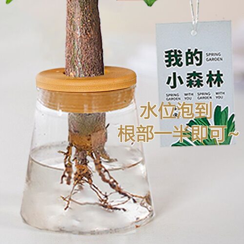发财树水培植物室内盆栽办公室客厅花卉绿植四季好养老桩桌面盆景 - 图1