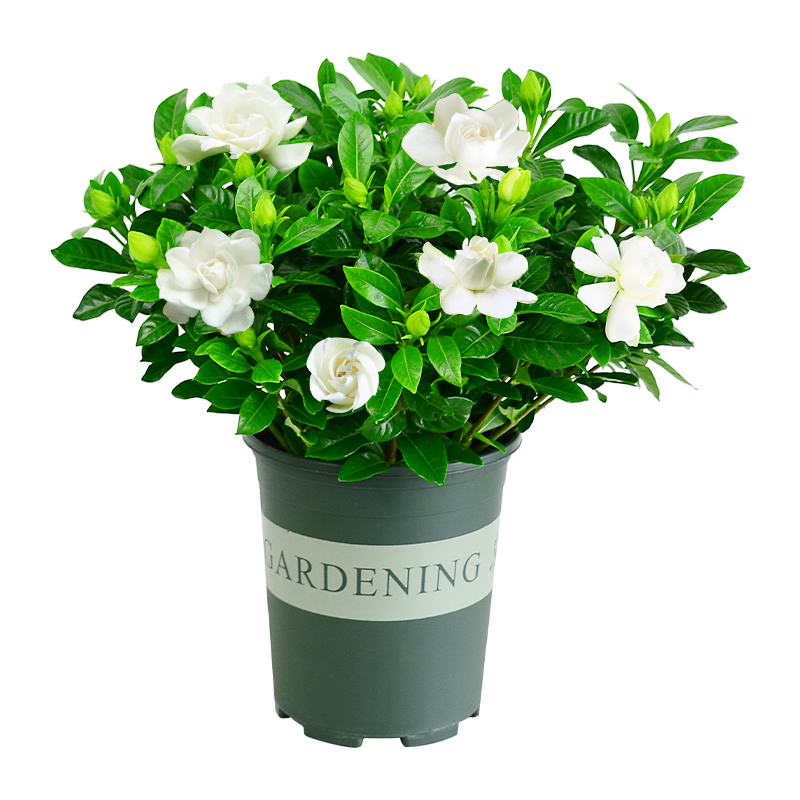 栀子花盆栽带花苞茉莉花卉老桩水培九里香绿植物室内客厅四季开花