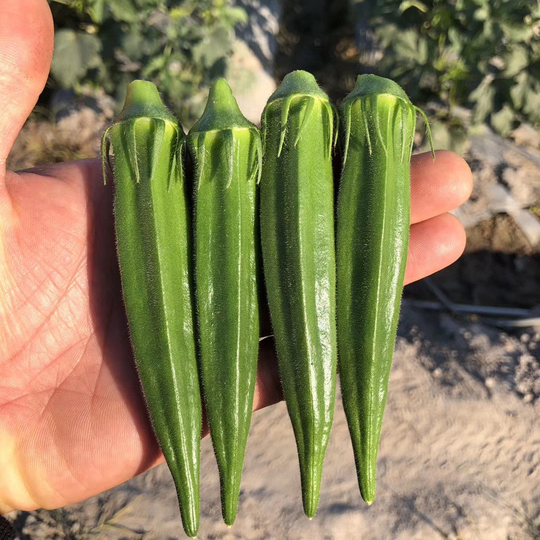 新鲜秋葵水果秋葵羊角豆1-5斤泡沫箱加冰 黄秋葵新鲜蔬菜基地直发,淘宝优惠券,粉丝福利购,淘宝优惠卷