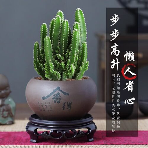 万重山盆栽仙人掌多肉植物仙人球好养室内办公室绿植四季新款陶瓷 - 图0
