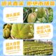 Thai Golden Pillow Durian SF 7-8Jin Jin is equal to 0.5kg