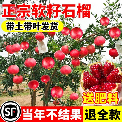 石榴树树苗突尼斯软籽石榴苗盆栽庭院果树甜石榴种植水果嫁接结果 - 图0