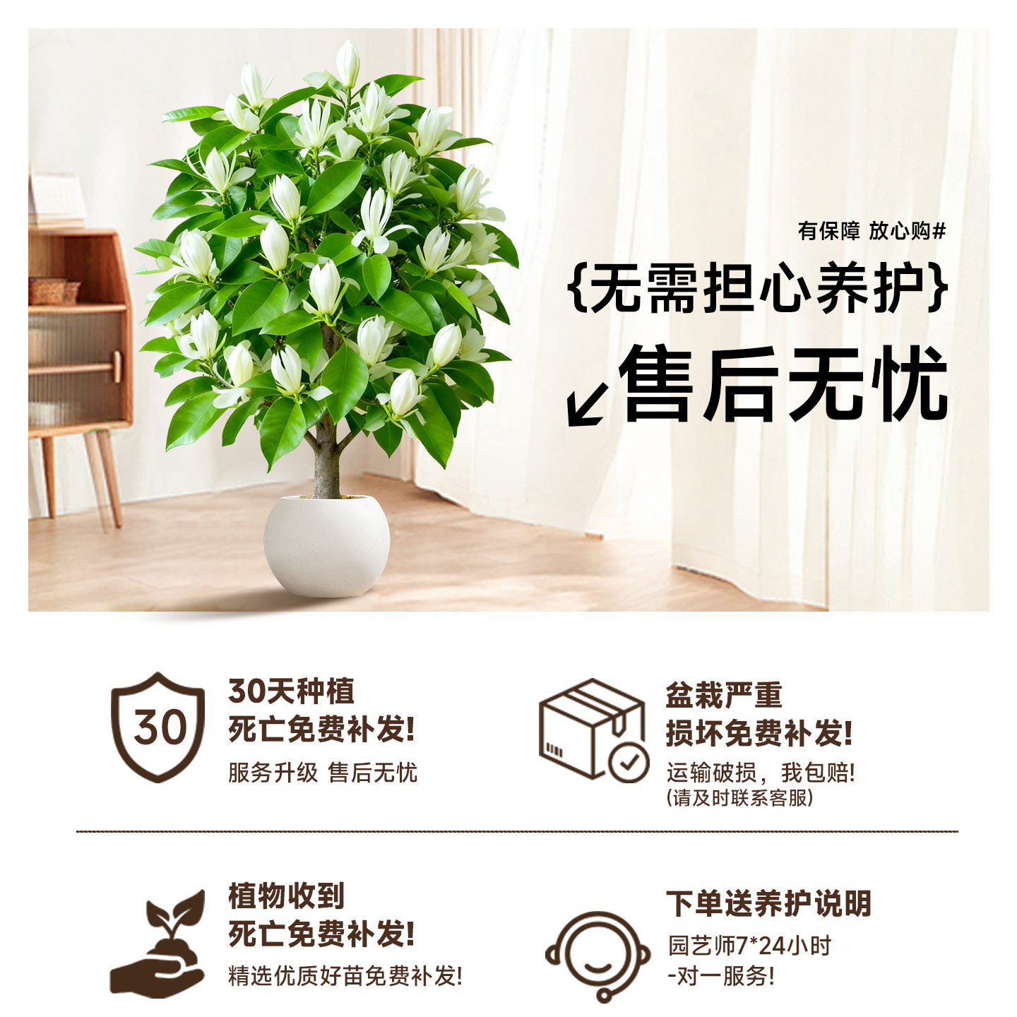 白玉兰树苗盆栽带花苞矮化紫玉兰老桩绿植室内花卉客厅庭院开花,淘宝优惠券,粉丝福利购,淘宝优惠卷