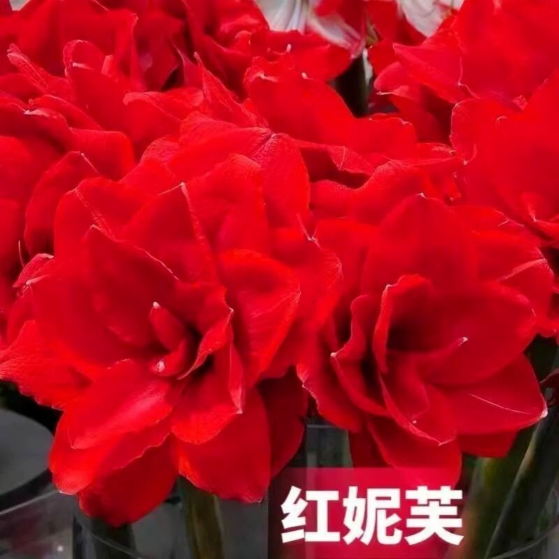 荷兰进口重瓣朱顶红种球室内外盆栽花卉易活特大花期黑天鹅开花