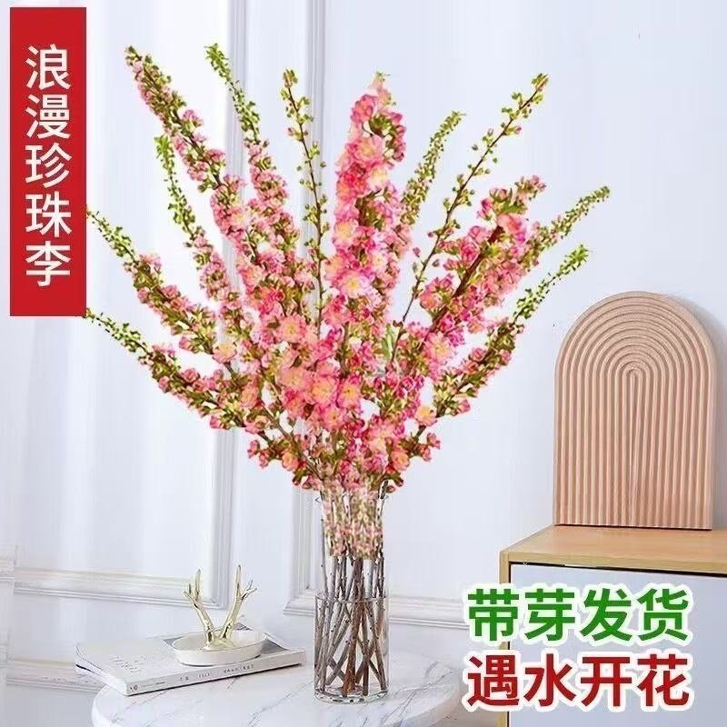 干枝枝水培鲜花植物室内花卉好养梅花耐寒客厅冬季鲜切开花珍珠李,淘宝优惠券,粉丝福利购,淘宝优惠卷