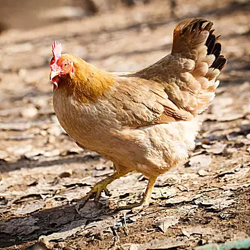 叠金币57元！大别山散养老母鸡1200g*2只[35元优惠券]-寻折猪