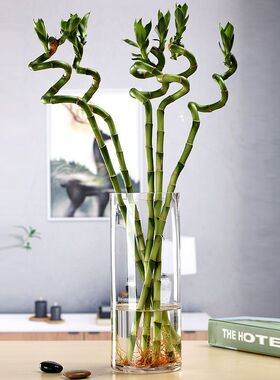 透明直筒玻璃花瓶富贵竹鲜花水培