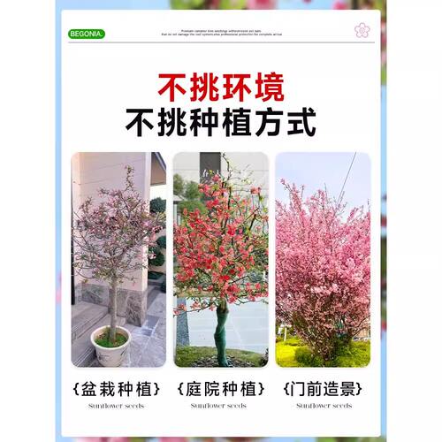 海棠花树苗高杆西府垂丝北美海棠耐寒植物庭院盆栽地栽风景树室外 - 图3