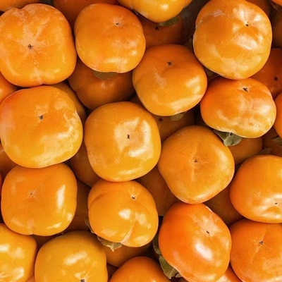 正宗巧克力脆柿子冰糖心青黄硬柿子特大果生吃甜柿子新鲜水果阳丰