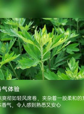 艾草精油60ml纯艾叶原料养肤