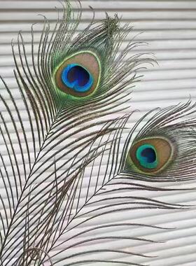 天然真孔雀羽毛真毛客厅装饰花瓶插花孔雀毛招财纳福摆件