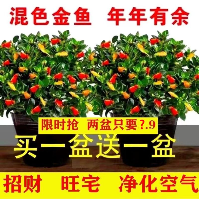 四季开花金鱼花吊兰盆栽室内绿植花卉植物绿萝发财树好养吸甲醛花 - 图0