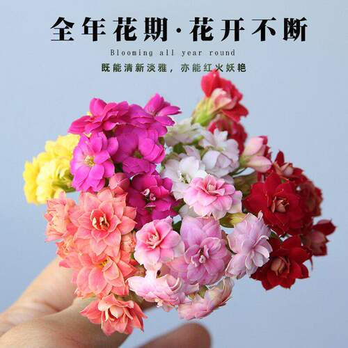新品长寿花盆栽带花苞重瓣大花苗阳台花卉绿植物室内好养四季开花 - 图2