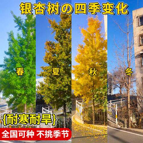 银杏树活苗金叶别墅庭院绿化风景大树苗行道树南北方种植老桩花木 - 图1