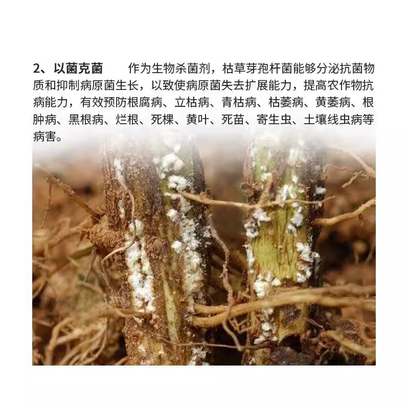 枯草芽孢菌杆菌农用微生物菌肥菌剂菌种植物防病肥料船长 - 图2