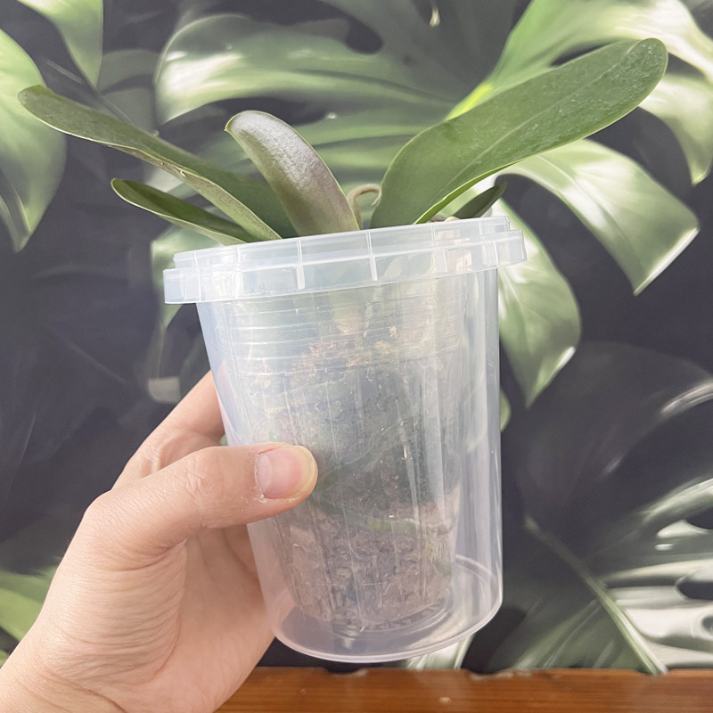 青山盆套盆水培花盆自吸水懒人盆塑料透气控根盆空气柱半桌面,淘宝优惠券,粉丝福利购,淘宝优惠卷