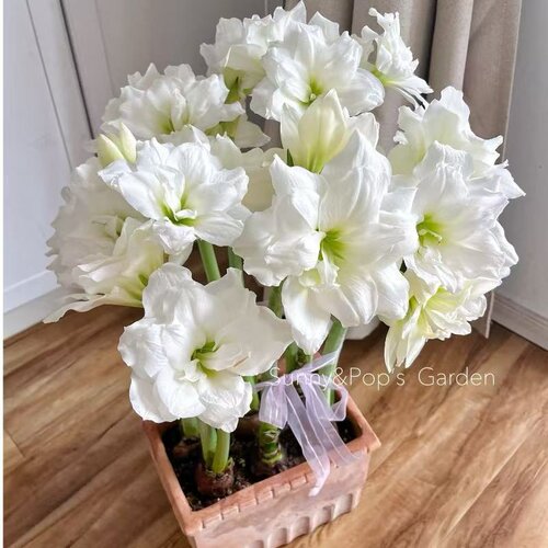 【鸿运当头】朱顶红盆栽年宵花卉室内阳台花开耐寒耐热耐活多年生 - 图2