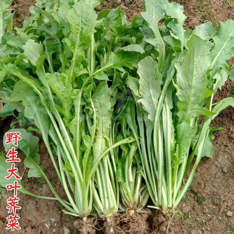 纯野生荠菜种子大叶野菜四季播菜籽阳台庭院盆栽农家蔬菜有机地菜 - 图2