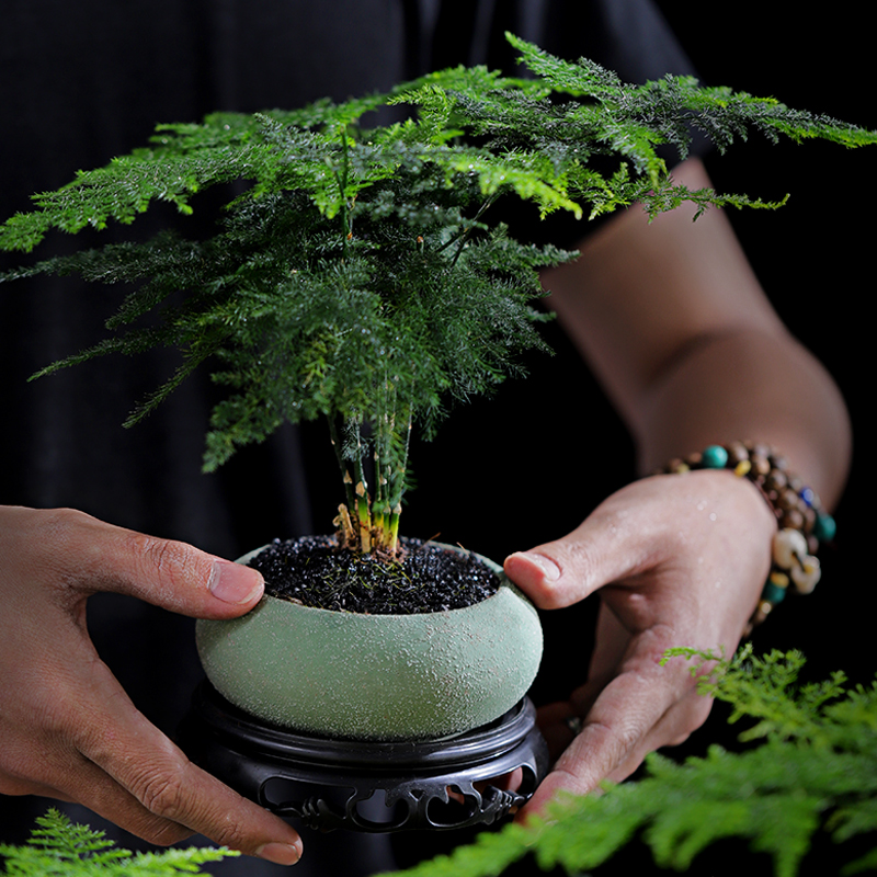 文竹盆栽植物室内净化空气办公室中式花卉造景小盆栽绿植客厅摆放 - 图1