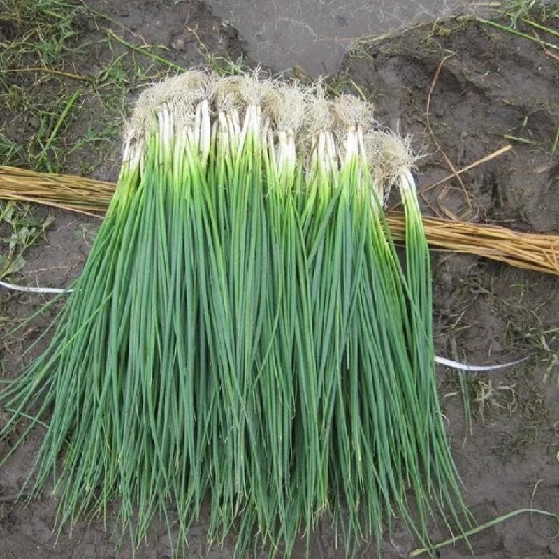 蔬菜种子四季大叶香菜盆栽番茄黄瓜生菜小葱萝卜籽孑大全小香葱籽