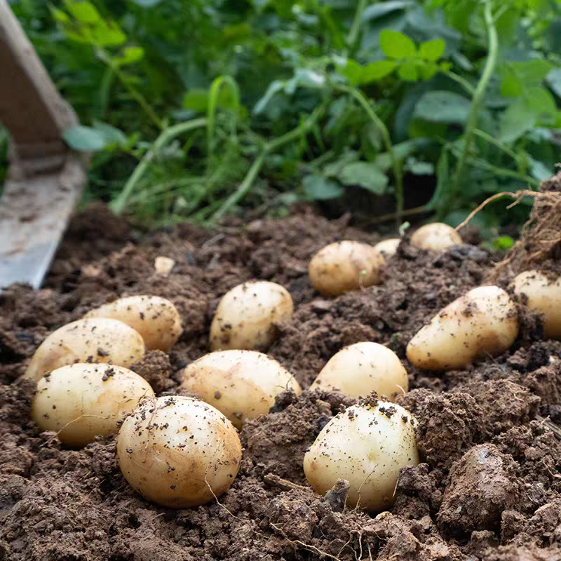 恩施现挖土豆黄心小土豆批发新鲜黄皮正宗农家迷你马铃薯洋芋蔬菜,淘宝优惠券,粉丝福利购,淘宝优惠卷