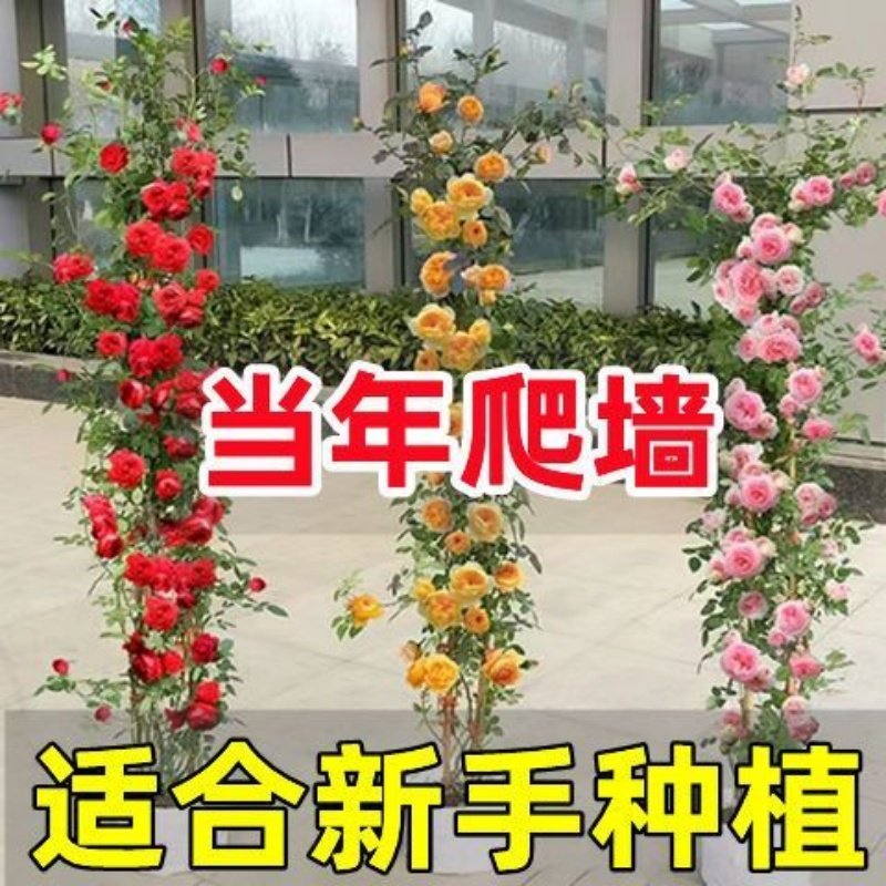 爬藤月季老桩四季开花蔷薇花苗大花浓香盆栽玫瑰藤本花卉,淘宝优惠券,粉丝福利购,淘宝优惠卷