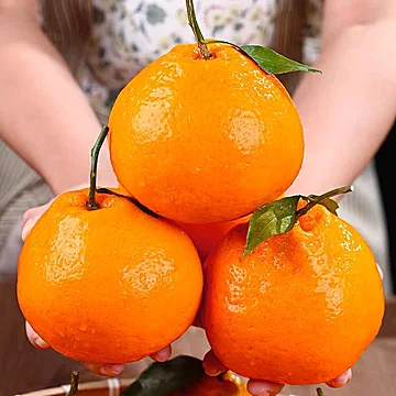 正宗四川眉山春见耙耙柑净重4.5斤[2元优惠券]-寻折猪