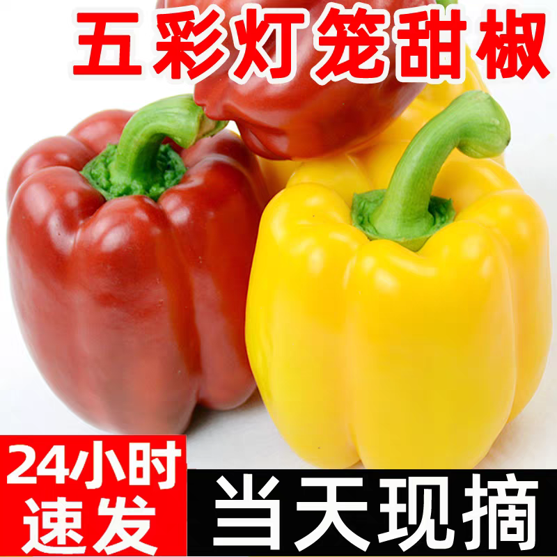 山东现摘现发甜彩椒菜椒新鲜不辣灯笼椒可生吃水果椒柿子彩椒生吃,淘宝优惠券,粉丝福利购,淘宝优惠卷