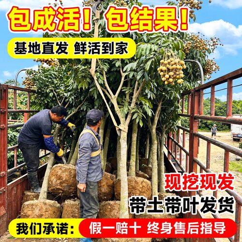 精品龙眼树苗嫁接果树苗储良石硖桂圆带特大号带土球南方庭院种植 - 图0