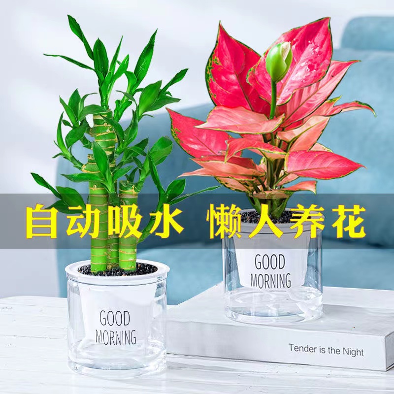 绿萝发财树吊兰多肉室内小绿植水培植物花卉盆栽吉利红文竹桌面 - 图0